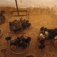 جوجه محلی ده روزه سالم و سلامت تغذیه با استارتر