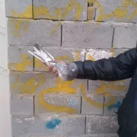 کفتر|پرنده|ملکان, |دیوار