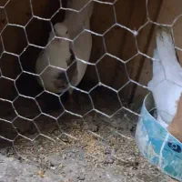 کفتر رنگی|پرنده|سرخنکلاته, |دیوار