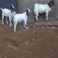 بزغاله نر ماده|حیوانات مزرعه|بروجرد, |دیوار