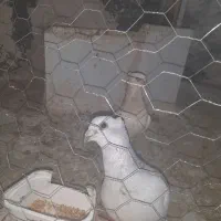 کفتر