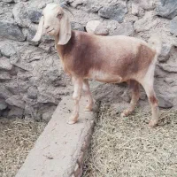 بز،سفت چاق