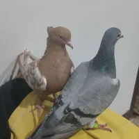 کبوتر سینه زرد و سبز پلاکی ماده|پرنده|شیراز, شیخ علی چوپان|دیوار