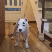 دوگو آرژانتینو|سگ|سمنان, |دیوار