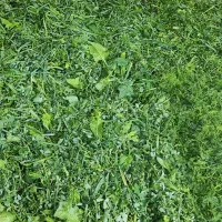 سبزی آش و کوکو سبزی|خوردنی و آشامیدنی|سبزوار, جوادیه شرقی|دیوار