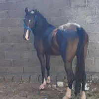 اسب|اسب و تجهیزات اسب‌سواری|جم, |دیوار