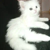 گربه بریتیش شناسنامه دار