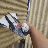 ۲تا کفتر پرشی