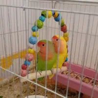 طوطی برزیلی|پرنده|نجف‌آباد, امیرآباد|دیوار