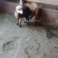 ۲تا بره نر سبک