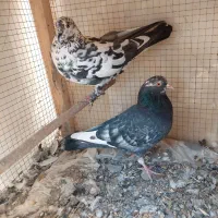 یک جفت کبوتر جوان