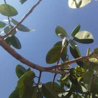 گل گیاه بدون آفت|گل و گیاه طبیعی|بوانات, |دیوار