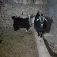 بز داشتی گله داری|حیوانات مزرعه|ایذه, |دیوار