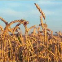 گندم دیواندره