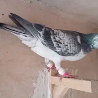 کفتر رنگی|پرنده|شیراز, کوشک میدان|دیوار