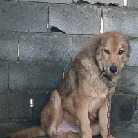 تولها سرابی اصیل معاوضه و فروش فوری