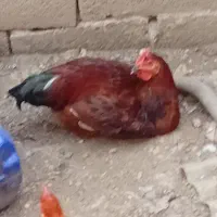 طلا محلی|پرنده|قائم‌شهر, |دیوار