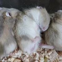 همستر ناز شیطون