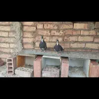 دوتا جونگ پلنگ