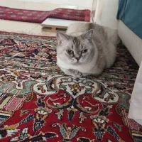 گربه بریتیش|گربه|کرج, عظیمیه|دیوار