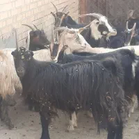 شانزده راس بز ابستن مایه کرده میش بزغاله