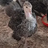 فروش جوجه بوقلمون به صورت عمده و خرده