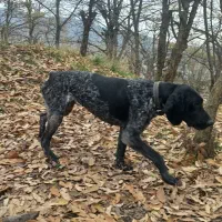 توله شکاری المانی|سگ|گالیکش, |دیوار