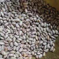 فروش لوبیا چیتی|خوردنی و آشامیدنی|بندرعباس, |دیوار