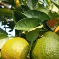 نارنج آبدار درجه یک|گل و گیاه طبیعی|رشت, حافظ آباد|دیوار