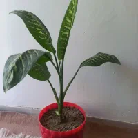 گل اشک مریم ودیفن