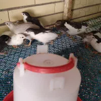 تخم نطفه دار بلدرچین مینیاتوری|حیوانات مزرعه|ابرکوه, |دیوار