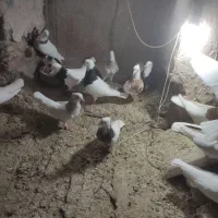 کبوتر طوقی وپارپارلی ودمی|پرنده|خسروشاه, |دیوار