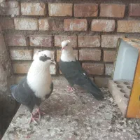 کبوتر سرسفید