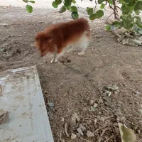 سگ پاکوتاه پامری