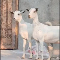 بز دوعدد هر دو ابستن|حیوانات مزرعه|بندرعباس, |دیوار