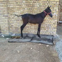 کره نریون کرد