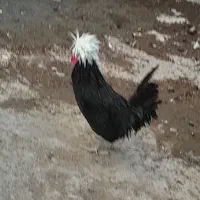 خروس