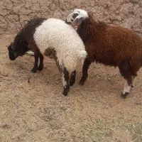 ۲عددبره شیرمست افشاری ۳۵ کیلوی برا پرواربندی