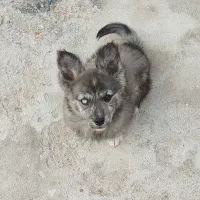 توله سگ هاسکی خاکستری