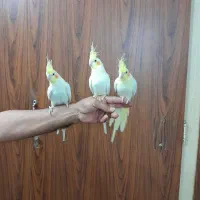 سه عدد عروس هلندی لوتینو