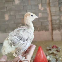 جوجه بوقلمون محلی