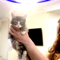 واگذاری گربه|گربه|تهران, درب دوم|دیوار