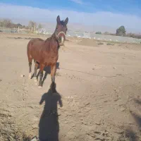 اسب یورقه آبستن