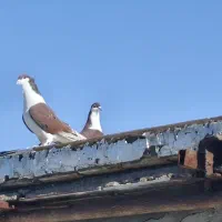 جفت اصفهانی|پرنده|خرمآباد, |دیوار