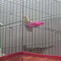 سقا و سهره قناری|پرنده|کرمان, |دیوار