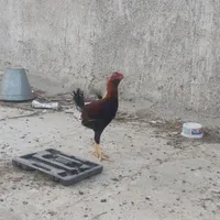 مرغ و خروس و جوجه محلی|حیوانات مزرعه|زاهدان, |دیوار