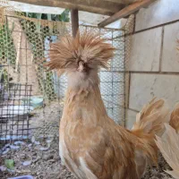 نیمچه خروس پولند بوف|حیوانات مزرعه|تهران, چهارصد دستگاه|دیوار