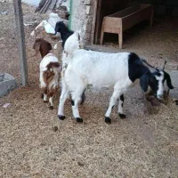 بگوسفند بز دوقلوزا آبستن با دو بزغاله