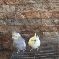 جوجه عروس هلندی