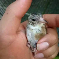 سهره کرمانی